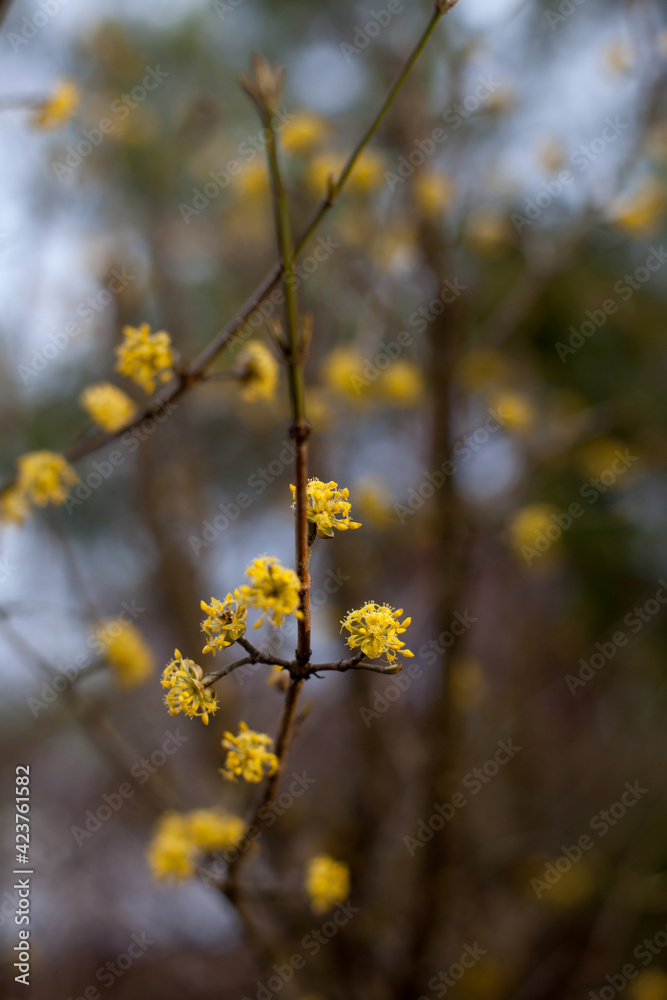Cornelian cherry or European cornel blooming in spring Cornelian cherry or European cornel blooming in spring