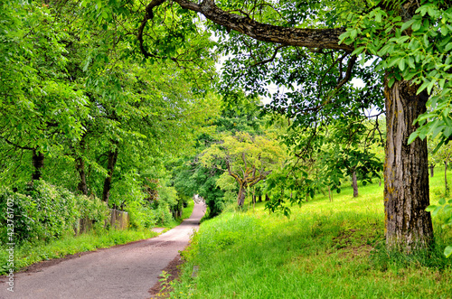 Grüne Landschaft - Weg mit Walnussbäumen