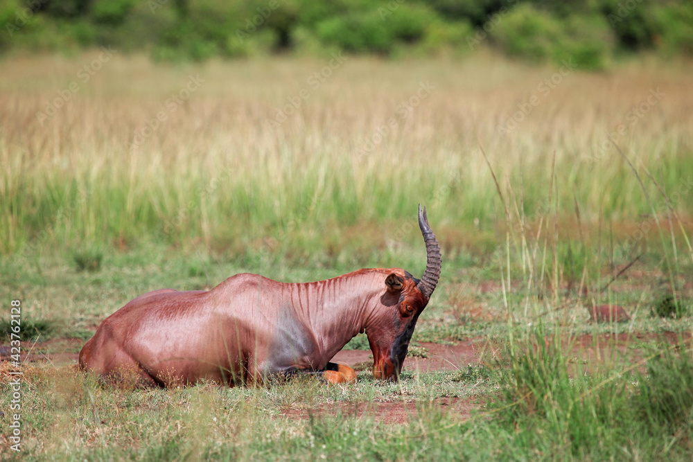 Fototapeta premium Antelope topi