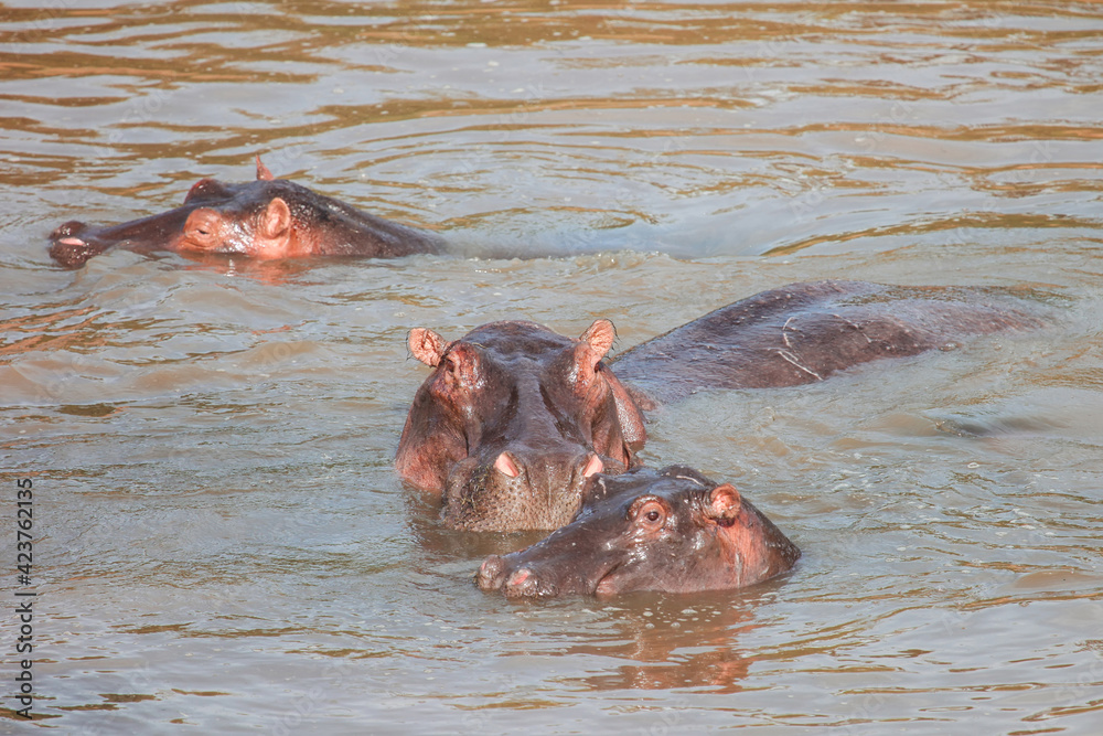 Obraz premium Common hippopotamuses