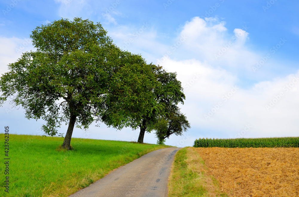 Sommerlandschaft mit Baumreihe neben Feldweg und Felder im Kraichgau Sommerlandschaft mit Baumreihe neben Feldweg und Felder im Kraichgau