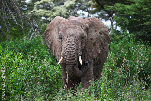 African bush elephant