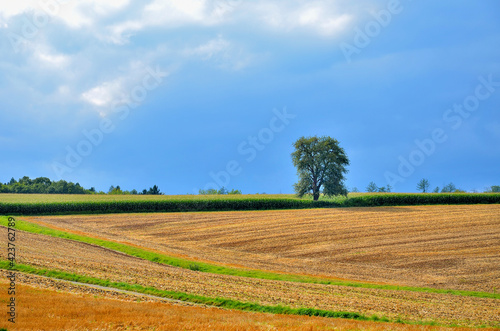 Wallpaper Mural Sommerlandschaft mit abgeernteten Feldern mit Baum, Kraichgau, Baden-Württemberg Torontodigital.ca
