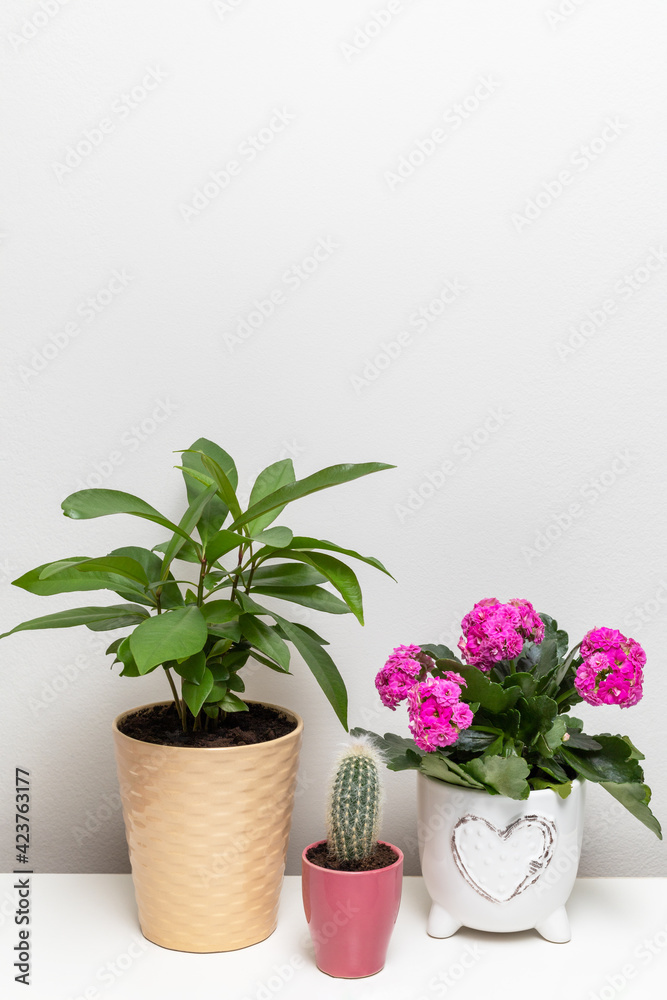 Obraz premium Different potted plants on the shelf against white wall