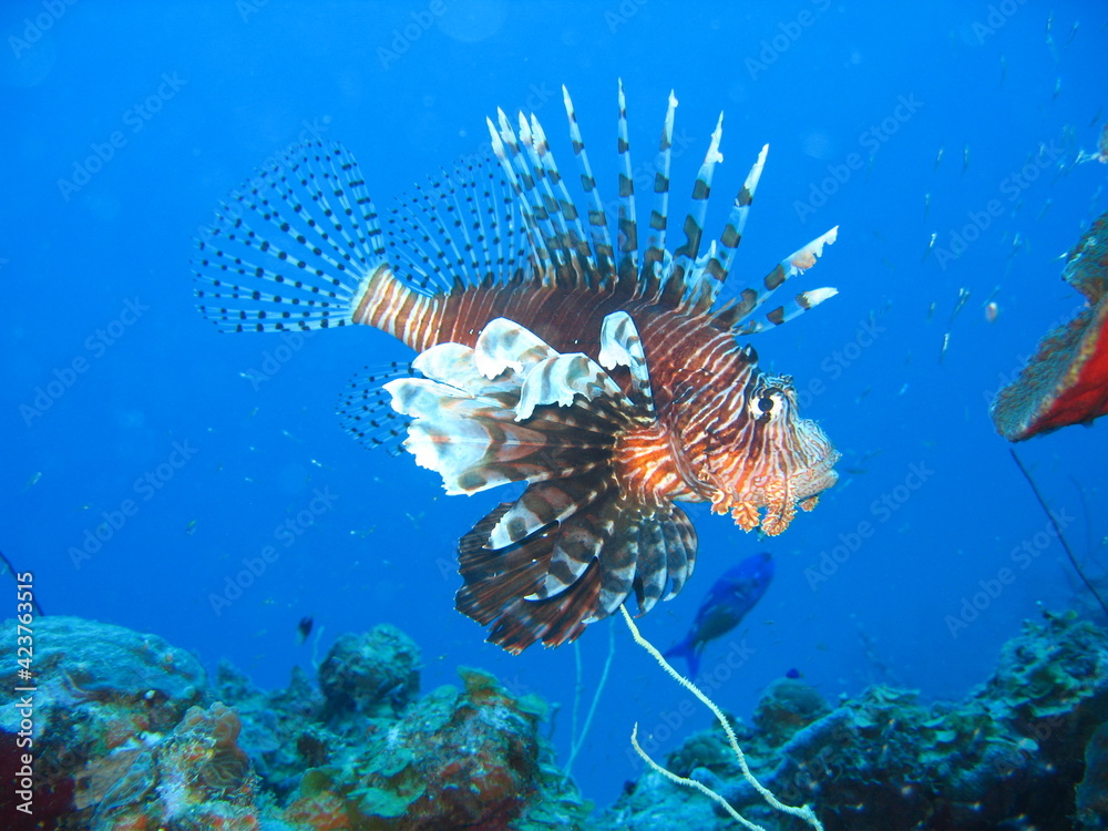 Rotfeuerfisch Rotfeuerfisch