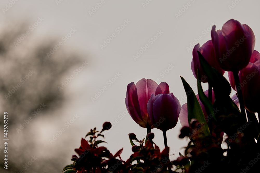Obraz premium Pink tulips grayish sky