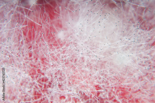 Mold background. Macro shot of mold photo