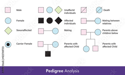 pedigree Analysis for family history of hereditary diseases tracing symbols used in genetic engineering vector illustration	
