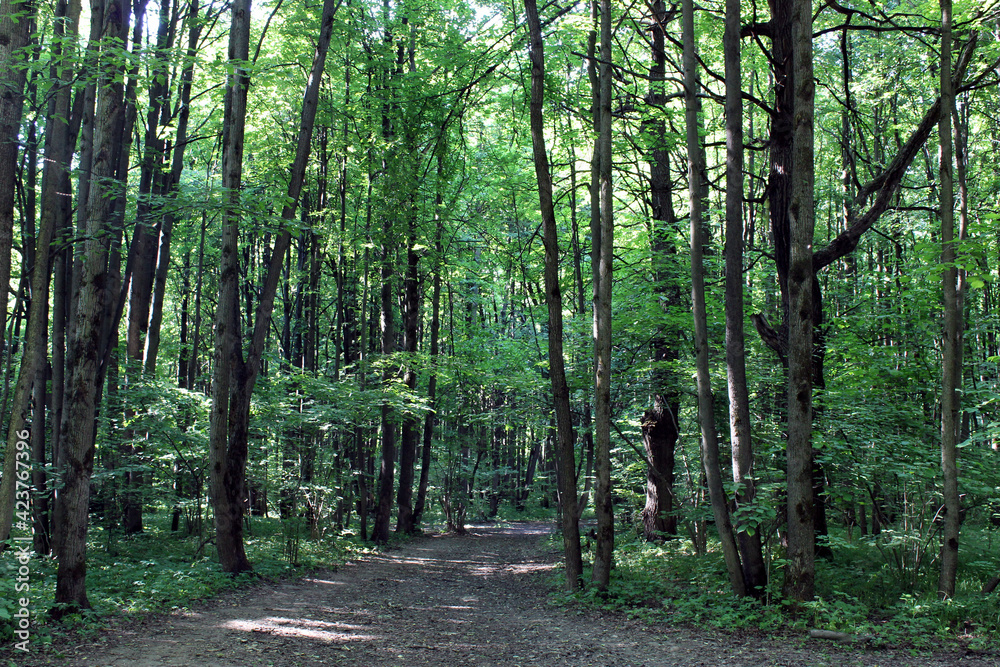 Fototapeta premium Forest green