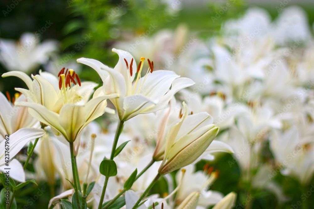 Photo of white lily flowers in the garden with green background. Summer concept. Floral background for web site, greeting card, banner, flower shop. Photo of white lily flowers in the garden with green background. Summer concept. Floral background for web site, greeting card, banner, flower shop.