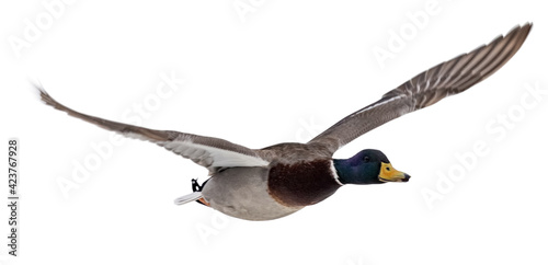 mallard duck drake with blue head on white in flight