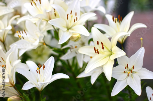 Photo of white lily flowers in the garden with green background. Summer concept. Floral background for web site  greeting card  banner  flower shop.