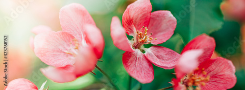 Blooming pink apple tree branches in spring