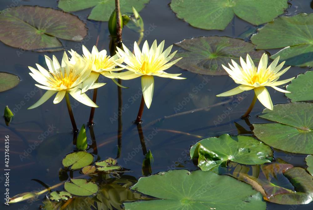 Aquatic or hydrophyte plants are a particular category of plants that float on the surface of the water like the giant leaves of Victoria Waterlily in ponds. Aquatic or hydrophyte plants are a particular category of plants that float on the surface of the water like the giant leaves of Victoria Waterlily in ponds.