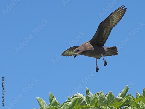 Fényképezés Murphy's petrel, Pterodroma ultima