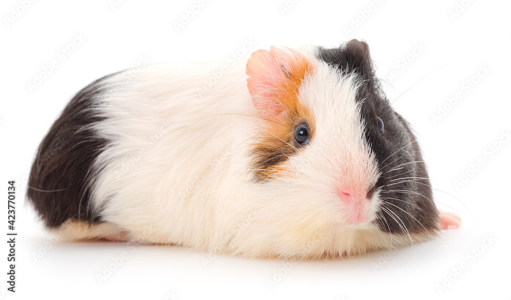 Guinea pig isolated.