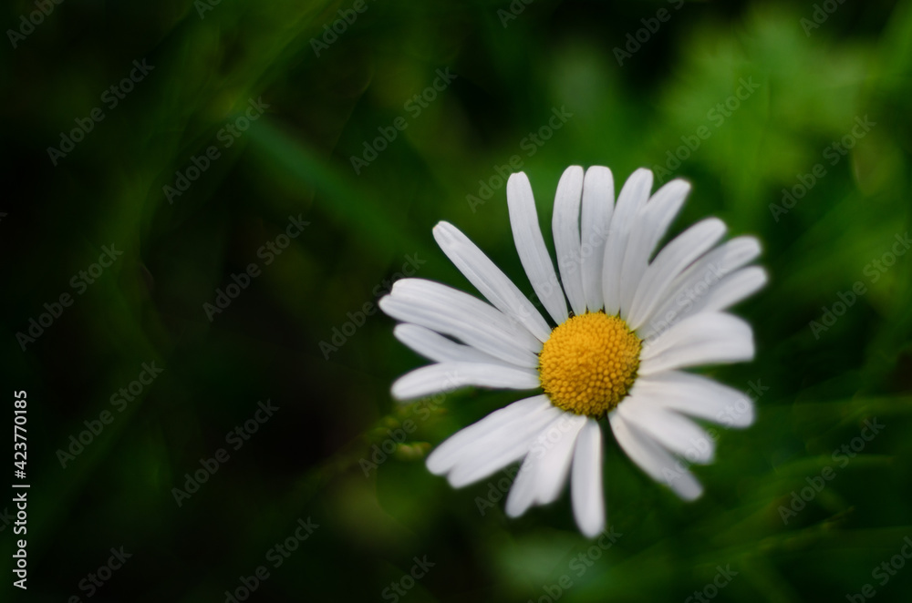 one white daisy (flower) against a background of green foliage one white daisy (flower) against a background of green foliage