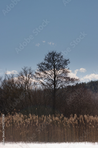Wallpaper Mural winter landscape with trees Torontodigital.ca