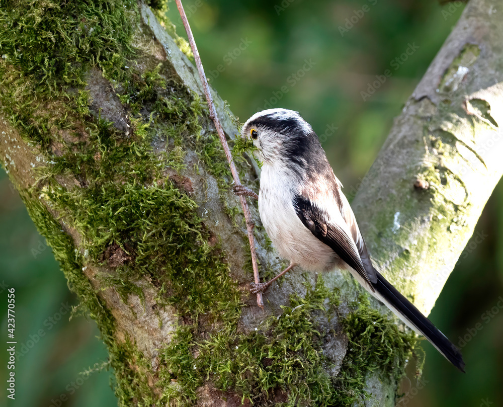 Naklejka premium Long-tailed Tit, Aegithalos caudatus