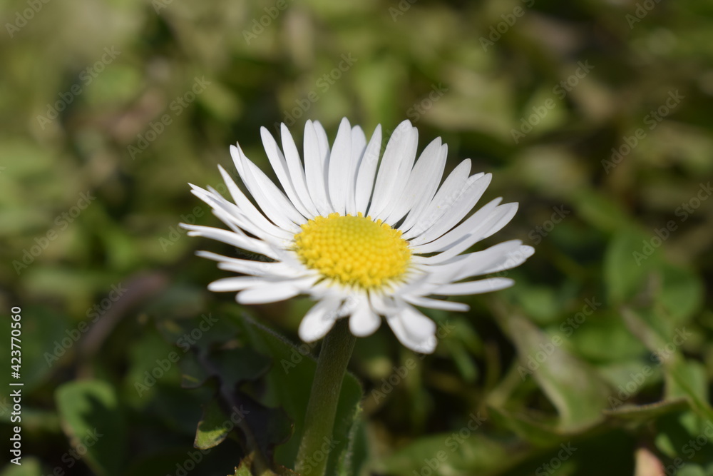 white daisy flower white daisy flower