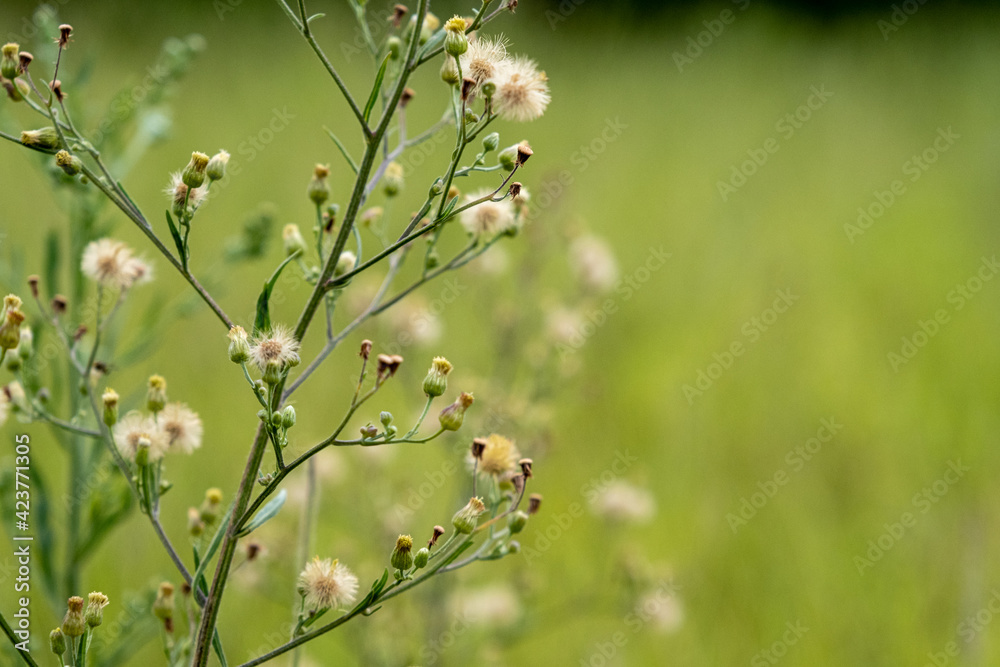 Flores silvestres nascidas no cerrado