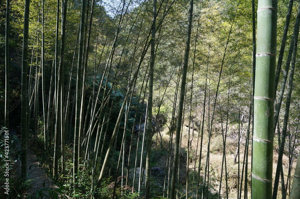 bamboo forest in spring