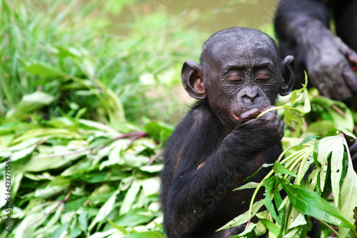 baby bonobo esitting and eating leaves