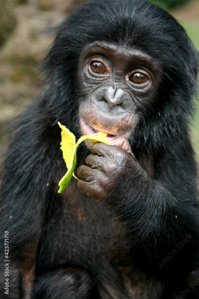 Portrait of a baby bonobo eating papaya Portrait of a baby bonobo eating papaya