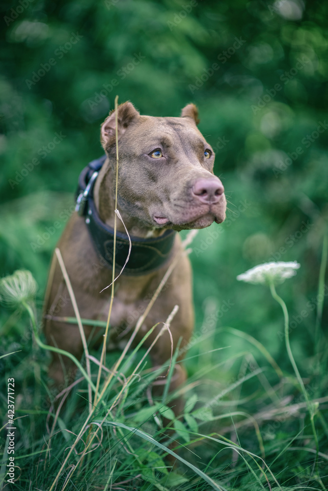 Young handsome American Pit Bull Terrier in the summer forest. Young handsome American Pit Bull Terrier in the summer forest.