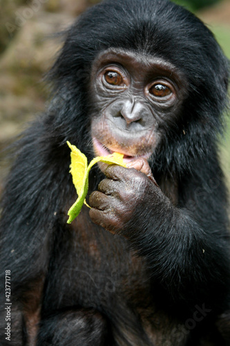 Portrait of a baby bonobo eating papaya