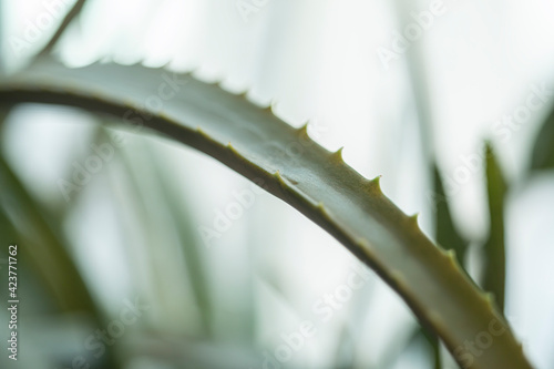 Aloevera plant, natural organic renewal cosmetics, alternative medicine. Aloe Vera leaf close-up.
