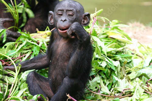 Baby bonobo sitting and eating a twig