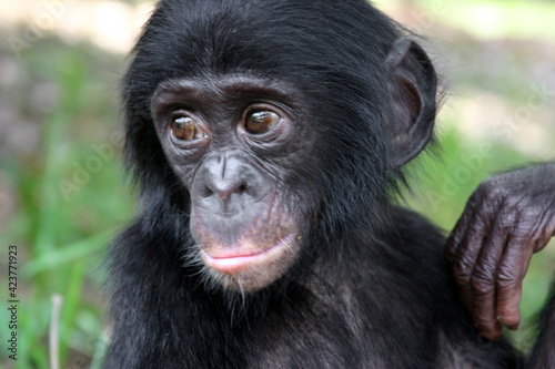 Baby bonobo torso and head