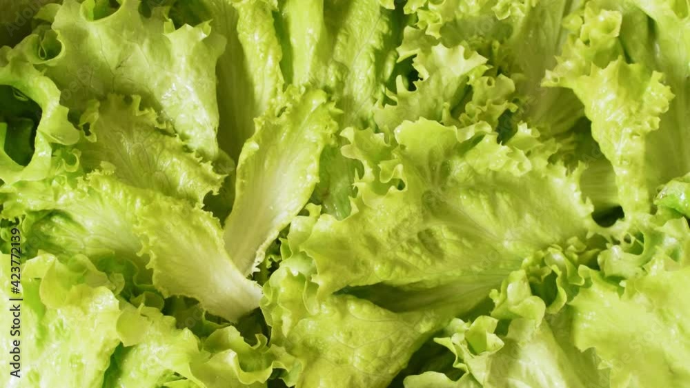 Lettuce leaves background, healthy vegetable food
Lettuce leaves background, healthy vegetable food