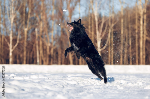 Bilde på lerret Belgian Shepherd, Groenendael jumping in the snow