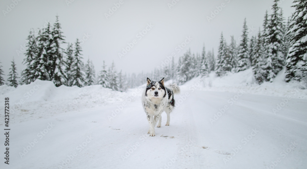 PP19-019 A snow dog with two different colored eyes stands in the middle of a snowed road with trees in the background  in Pemberton BC.