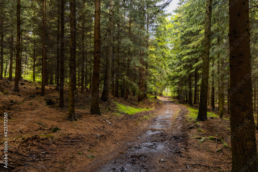 Long mountain trail between high trees and bushes in Rudawy Janowickie mountains Long mountain trail between high trees and bushes in Rudawy Janowickie mountains