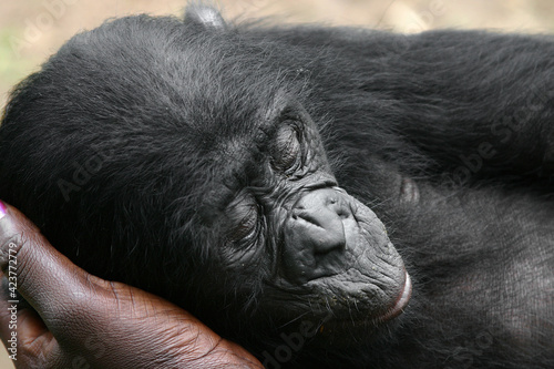 bnobo bby resting on human hand