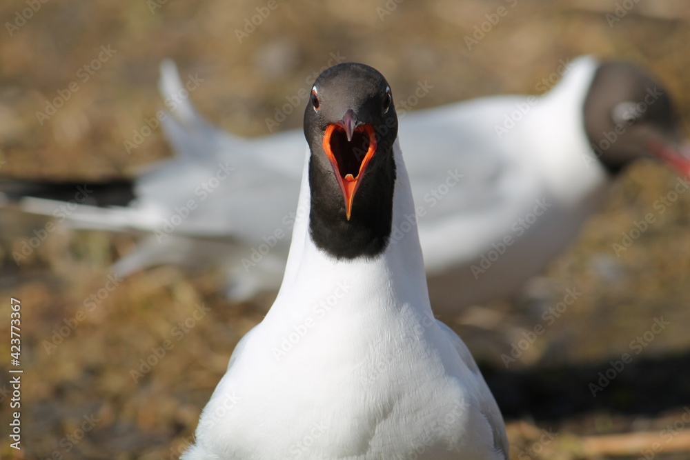 Fototapeta premium Screaming black-headed gull (Chroicocephalus ridibundus) in adult summer plumage, Belarus