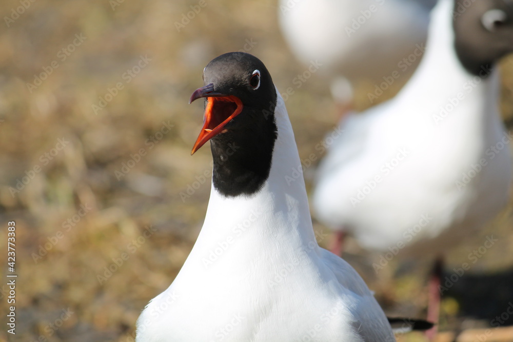 Fototapeta premium Screaming black-headed gull (Chroicocephalus ridibundus) in adult summer plumage, Belarus