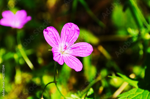 Beautiful purple wild forest flower. Geranium robertianum  or herb-Robert  red robin  death come quickly  storksbill  stinking Bob  squinter-pip  crow s foot  Roberts geranium