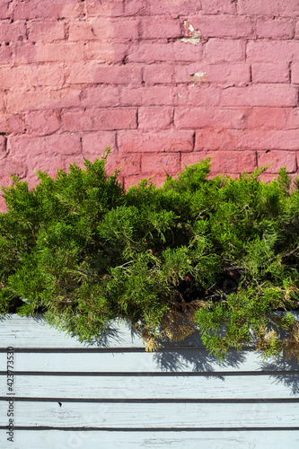 registration by live plants against the background of a brick wall in the park