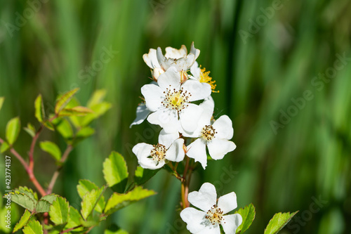 Multiflora Rose Flowers in Springtime