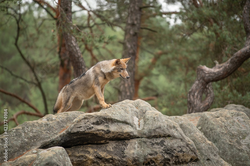 Lone wolf (Canis lupus) running in autumn forest Czech Republic
