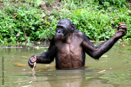 Bonobo crossing a river