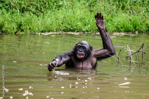 Portrait of a male bonobo standing in the water