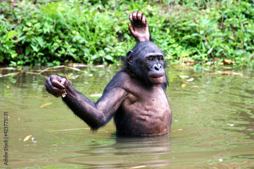 Male bonobo standing in water