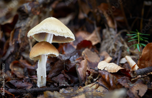Psathyrella photo