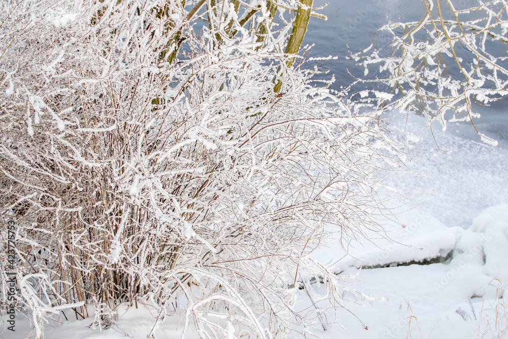 Bush with fluffy branches with white snow on the shore against the background of a blue river. Winter Bush with fluffy branches with white snow on the shore against the background of a blue river. Winter