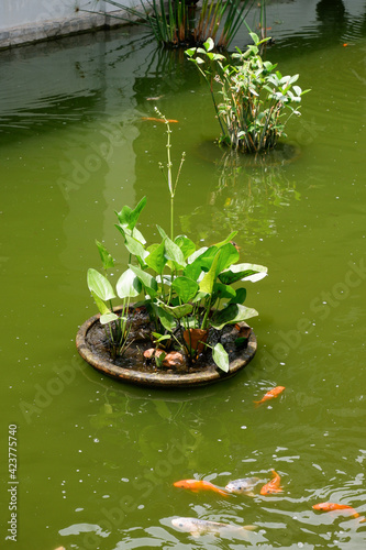 Green plants in the middle of the fish pond are a beautiful decoration